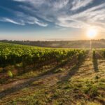 Chianti Ultra Trail by UTMB 2025 : Kilian Jornet, Jim Walmsley et Vincent Bouillard au rendez-vous d’un trail d’exception
